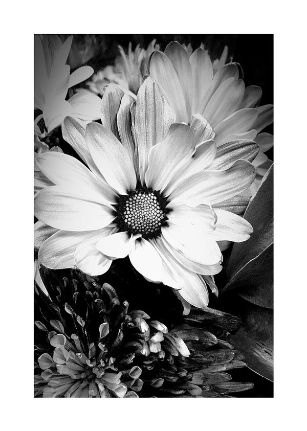 Marguerit blomst poster