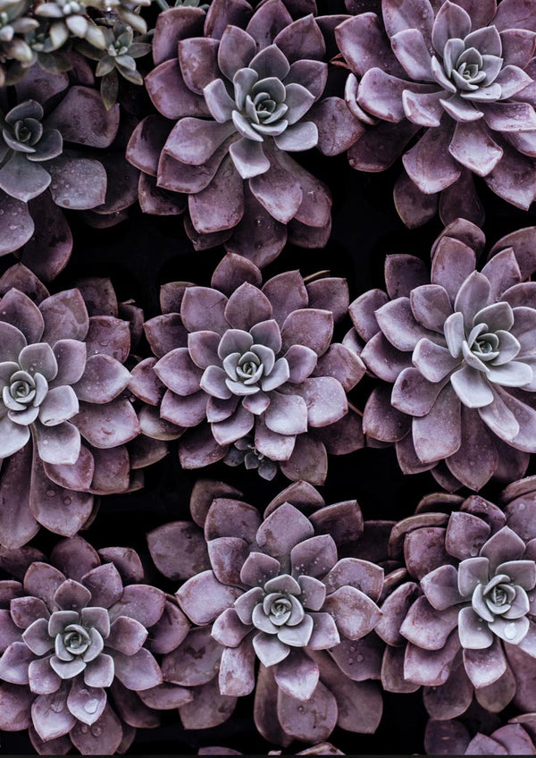 Purple Sukkulent poster
