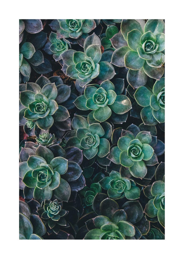 Green Sukkulent 2 poster