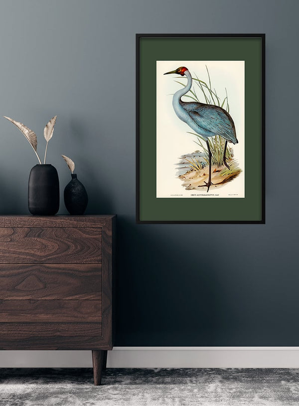 Australsk Trane - Elizabeth Gould japansk kunstposter