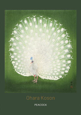 Japanese art print of a white peacock with fanned tail on green, by Ohara Koson.