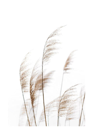 Minimalist botanical print featuring delicate dry reeds against a white background for home decor.