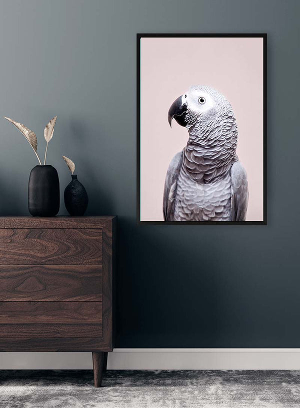 African Grey