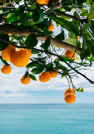 Fresh Amalfi Coast oranges hanging from a tree branch above the blue Mediterranean Sea.