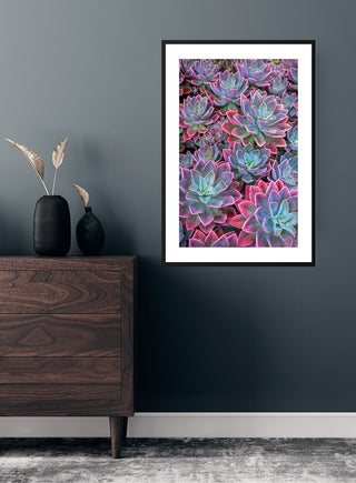 Framed Pink Edge Sukkulent poster featuring vibrant succulents with pink-tinted edges, displayed on a dark wall.