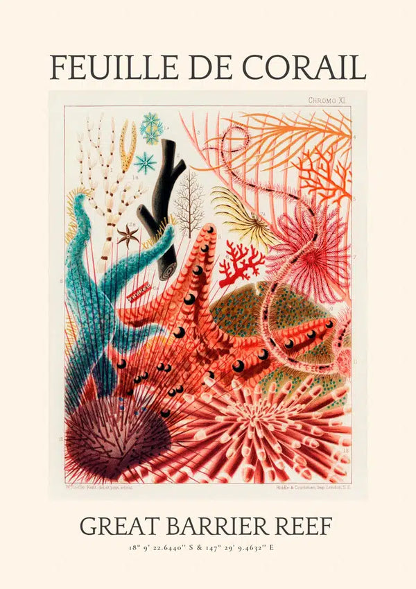Vintage Coral Drawing - Great Barrier Reef Poster